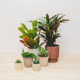 A collection of houseplants in front of a white background